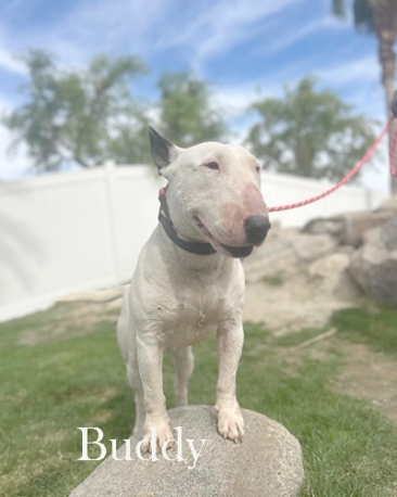 Buddy